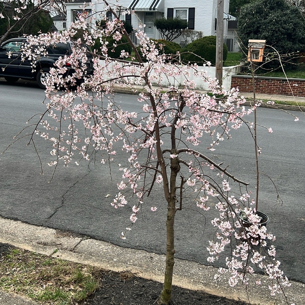Cherry flower three